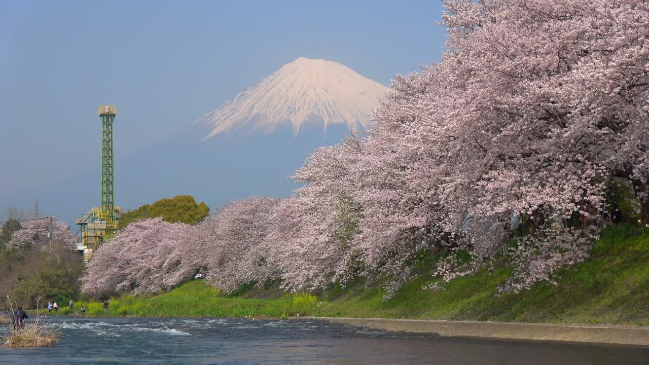 las flores de cerezo y el monte fuji en el río juni