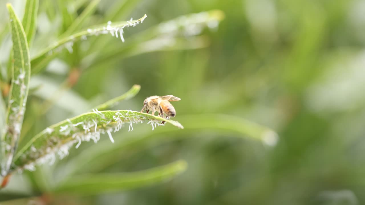 잎 을 먹는 벌 의 클로즈업