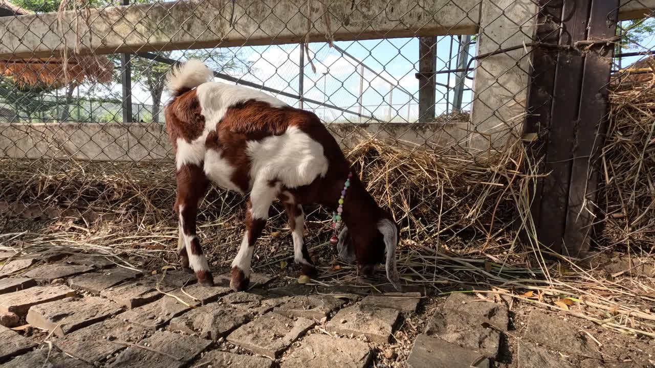 Capretto che si muove in un'area recintata
