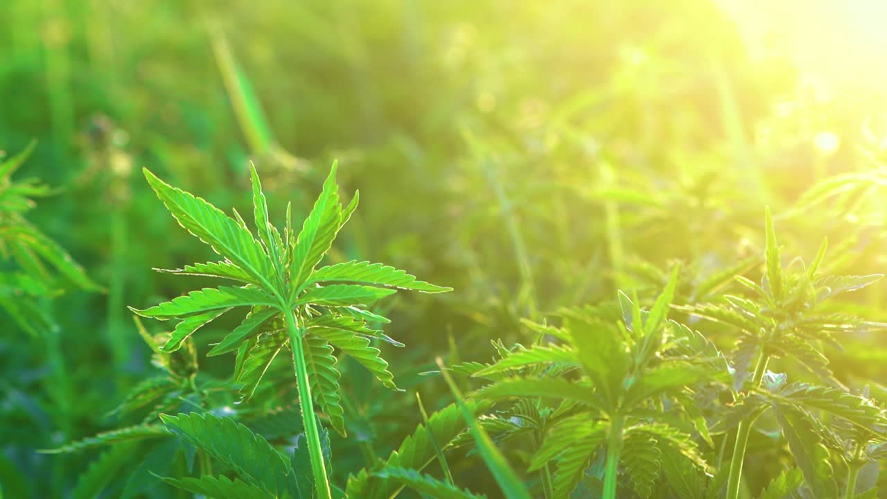 hojas verdes de una planta de cannabis joven a la luz del sol en una granja - cerrar