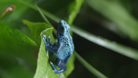 blue poison dart frog on leaf