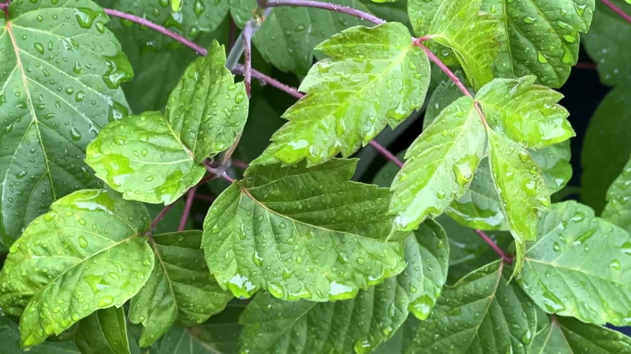 hojas de hibisco verde mojadas con gotas de lluvia