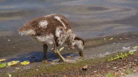 Pecking-Egyptian-Goose-Gosling-On-Calm-Lakeshore.-Close-up