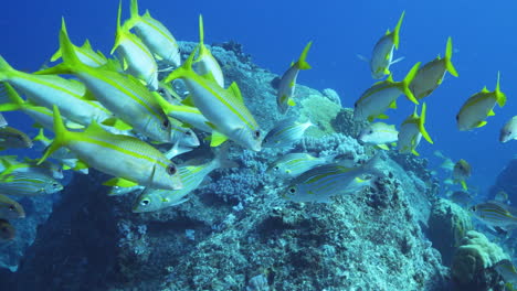 an impressive school of yellowtail snapper fish gets mixed up with another school of fish while gently moving in the ocean current