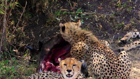 Close-up-of-African-cheetah-predator-eating-wildebeest-prey-while-other-family-members-of-group-guard-in-Serengeti-National-Park,-Kenya-Africa