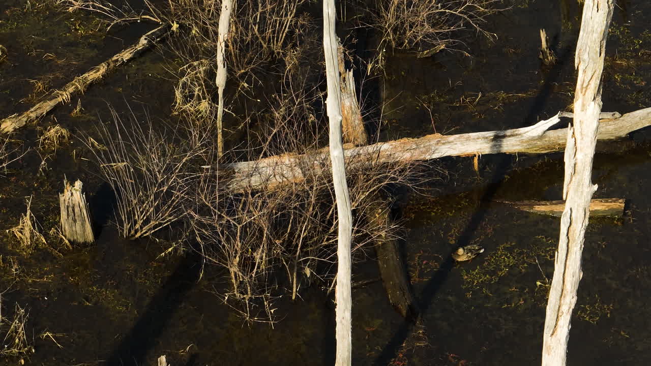Dead trees in swamp water, point remove, blackwell, arkansas, aerial view