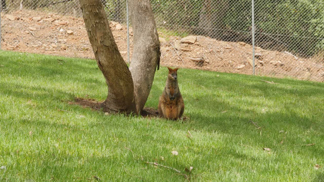 Wallaby in a green enclosure