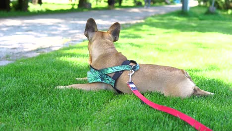 Bulldog-Francés-Descansa-En-El-Parque