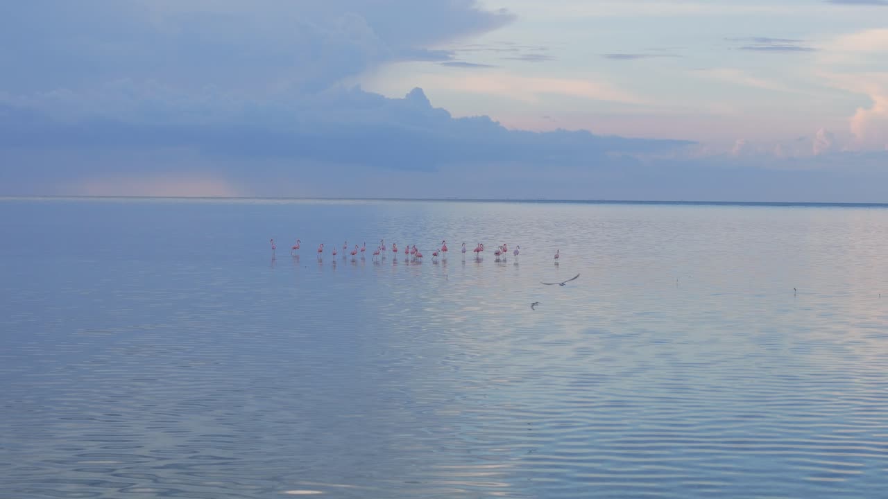 A flock of flamingos stands elegantly in the calm waters of Isla Blanca, framed by mangroves and a glowing pink-purple sky