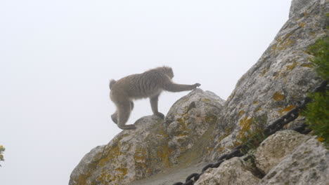 mono macaco bárbaro en la roca de gibraltar, día de niebla, slomo, pista