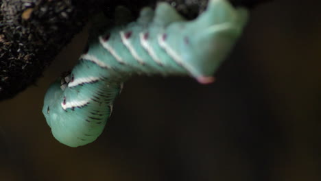 large vivid green exotic caterpillar on tropical wild forest