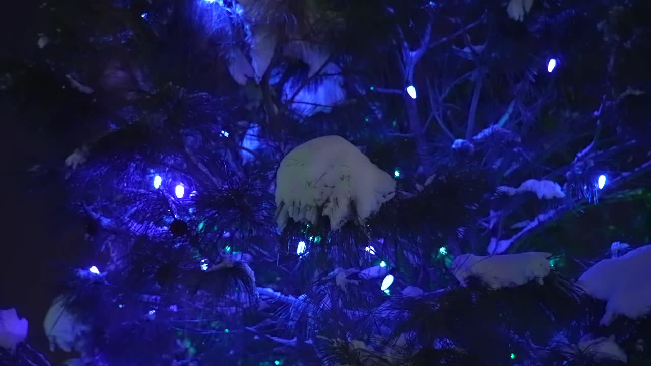 Sendero de Luces de las Granjas de los Jardines Botánicos de Chatfield con colorida iluminación LED azul, troncos de árboles cubiertos de nieve, sendero festivo, evento navideño, festival en Littleton, Colorado, Denver, noche, atardecer, crepúsculo, paneo circular.
