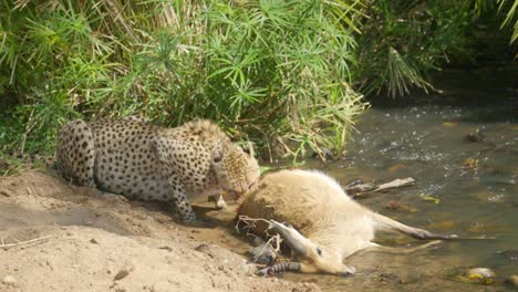 a cheetah feasts on its prey beside a lush riverbank, bathed in sunlight