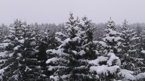 aerial revealing shot of mountain forest covered by snow during a foggy day