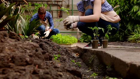 un hombre y una mujer jardineros están clasificando las plántulas antes de plantarlas en terreno abierto en el invernadero.