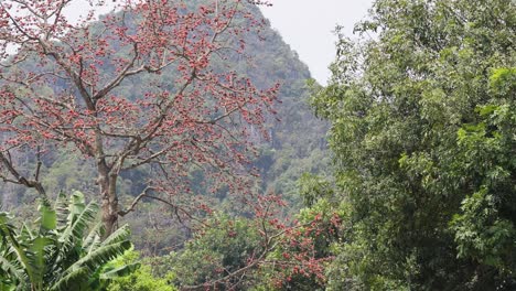 tree with red flowers against mountain backdrop
