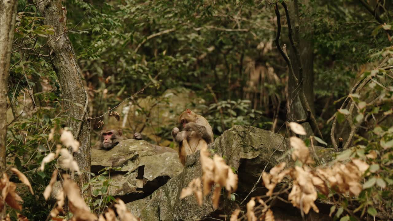 Two rhesus macaques sit calmly among rocks and dry forest foliage in Zhangjiajie, China.