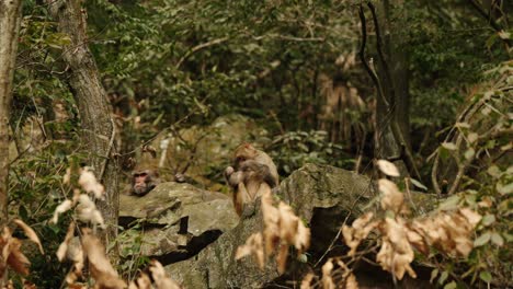 two rhesus macaques sit calmly among rocks and dry forest foliage in zhangjiajie, china.