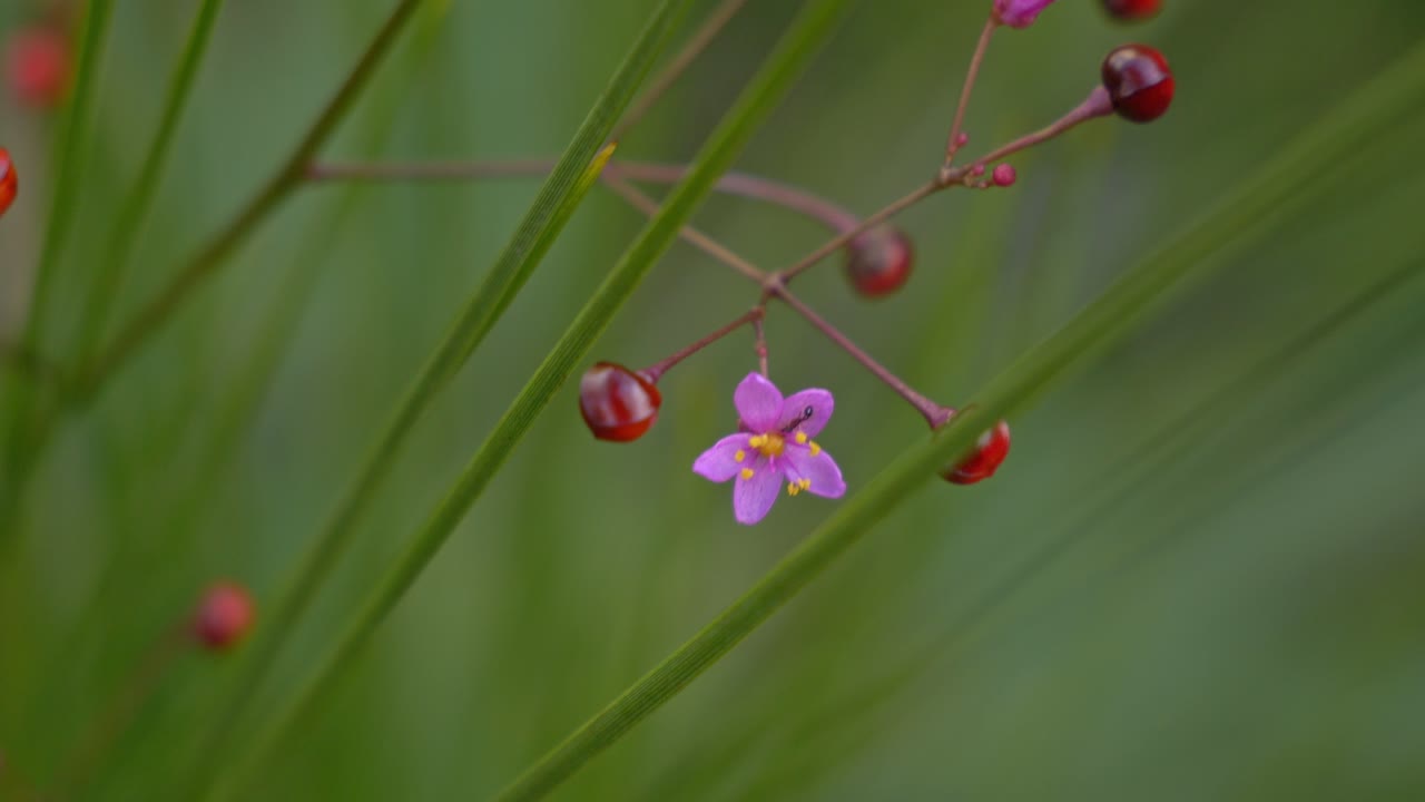 Fiore rosa-viola e frutti rossi di Jewels of Opar su steli sottili. Primo piano.