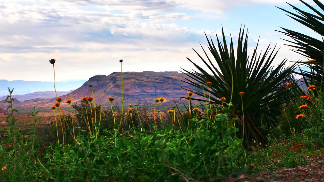 Wind blown desert wild flowers