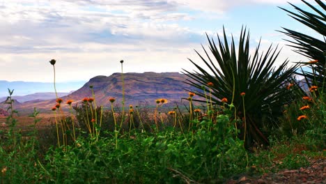 wind blown desert wild flowers