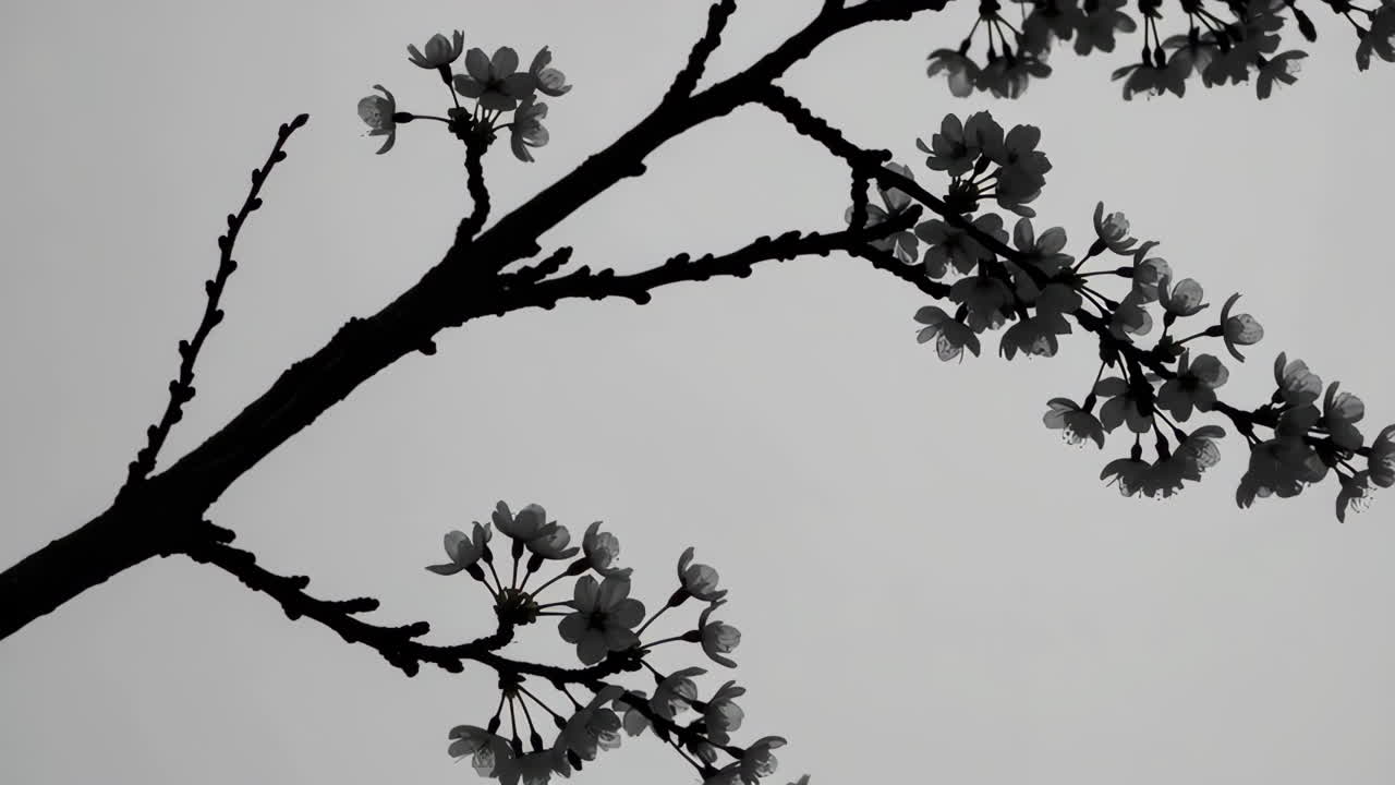 Silhouette of Cherry Blossoms