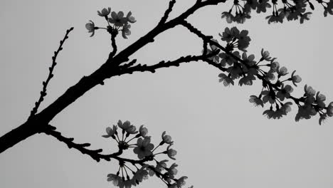 silhouette of cherry blossoms