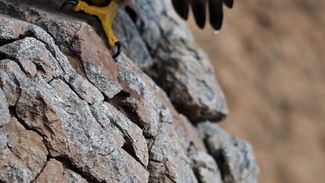hawk's claw on a rocky surface
