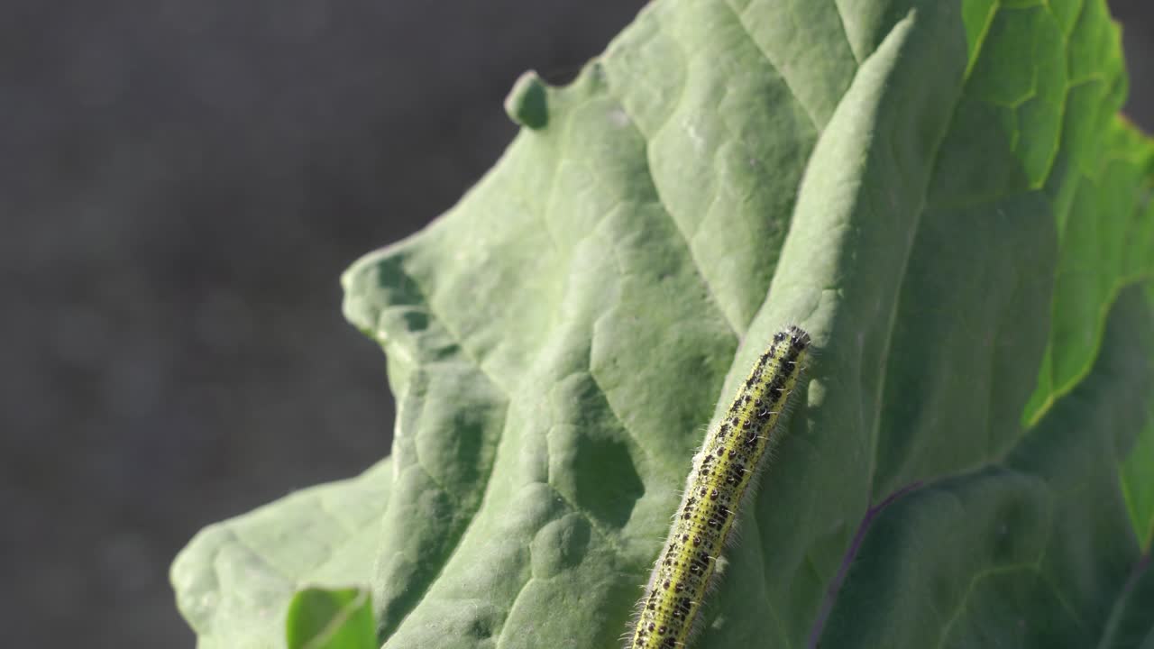 гусеница на листе капусты