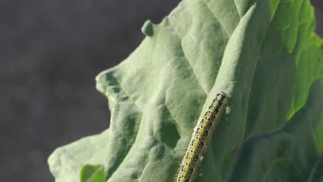 oruga en la hoja de repollo