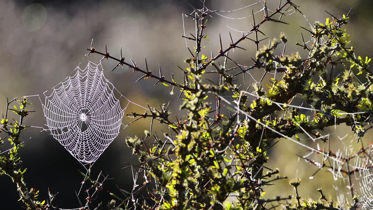 A close-up of a dew-covered spider web on a matagouri branch, gently swaying outdoors in soft natural sunlight with a shallow depth of field