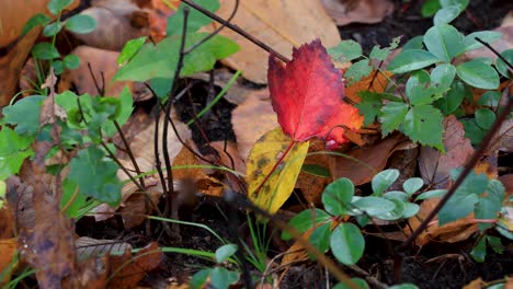 hoja roja con colores otoñales