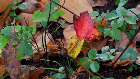 red leaf with autumn colors