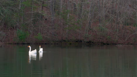 two white geese swimming in a lake in georgia