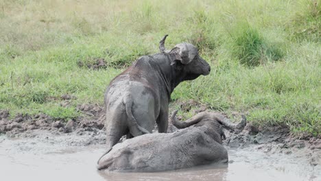 Water-Buffalo-Relaxing-In-A-Mud-Hole