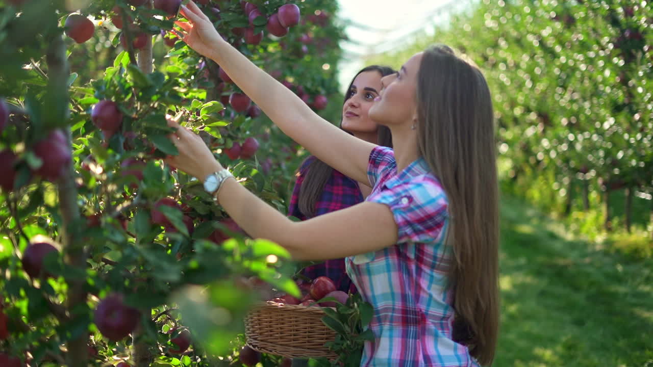 Women Picking Apples in an Orchard