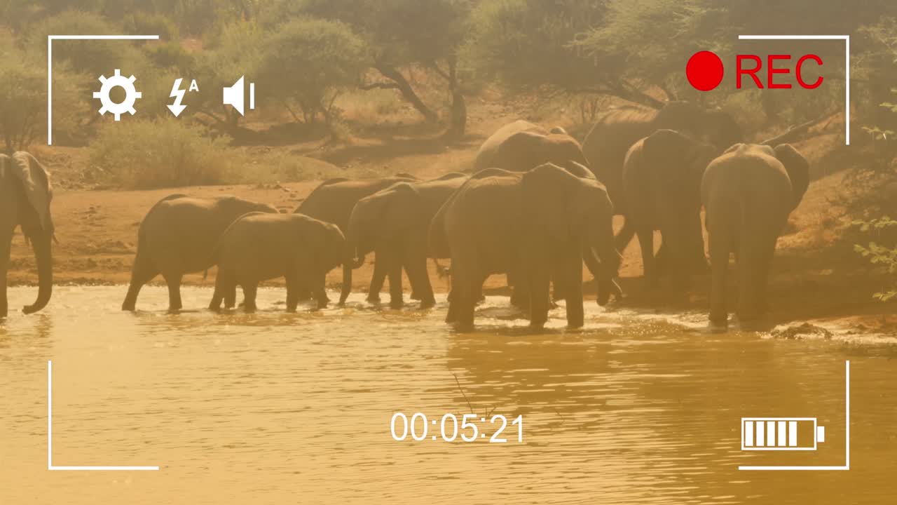 animación de un cuadro sobre elefantes en la sabana