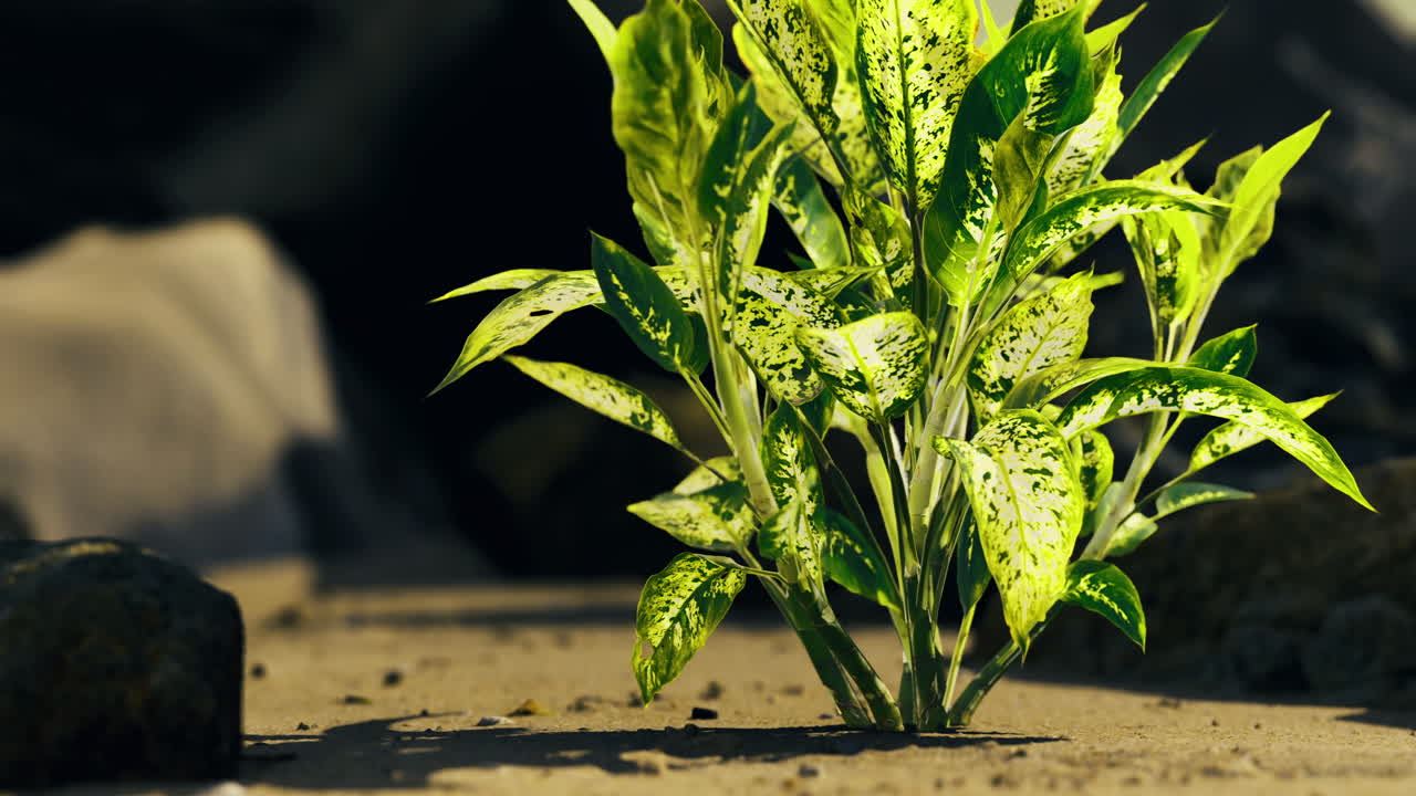 Lush green plant thriving in rocky terrain during bright daylight