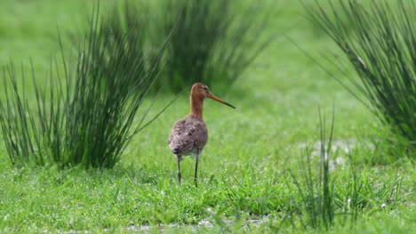 el godwit de cola negra en un pantano cubierto de hierba