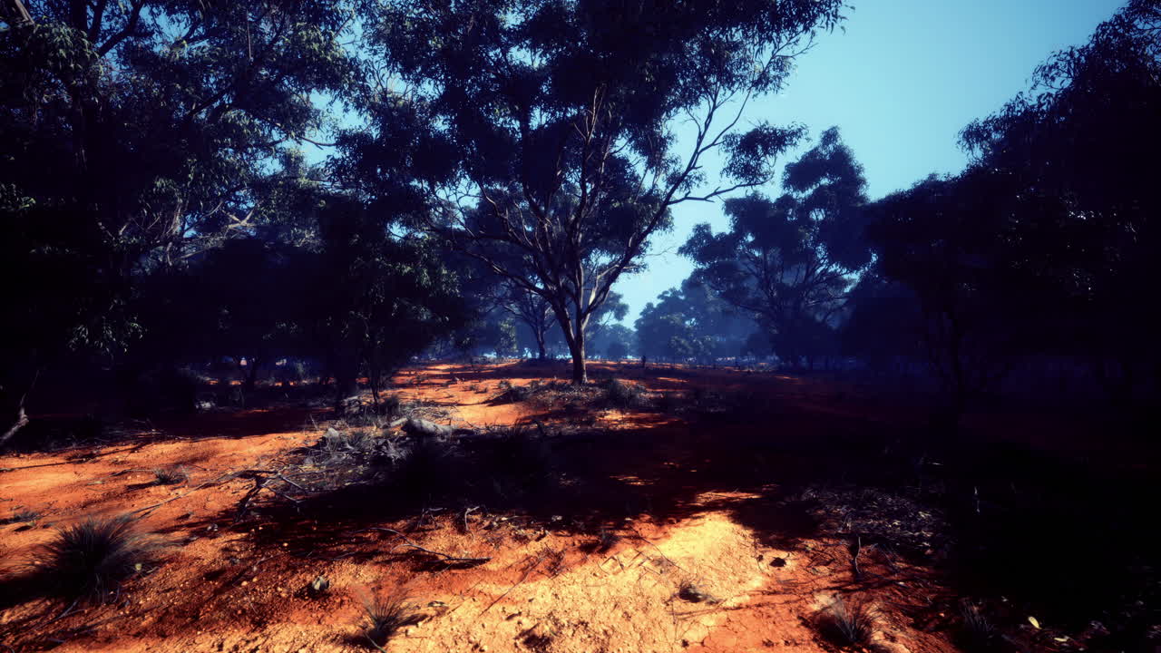 paisaje forestal iluminado por el sol