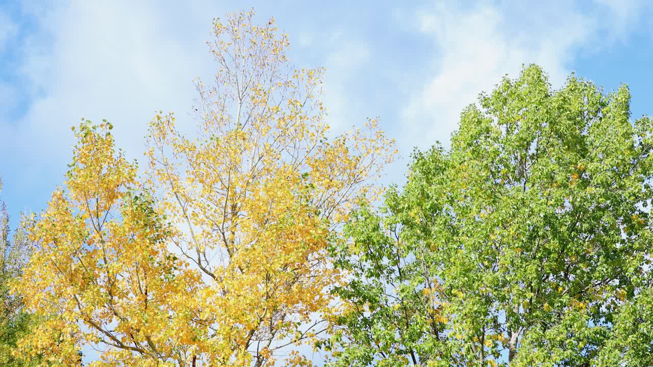 몬태나 캐논의 푸른 하늘과 가을 색