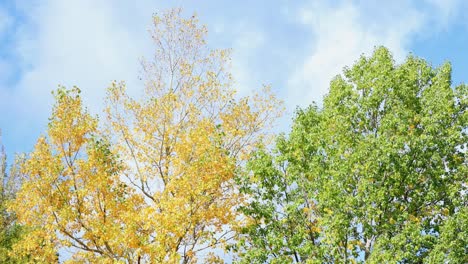 Cielos-Azules-Y-Colores-De-Otoño-En-Montana-Canon