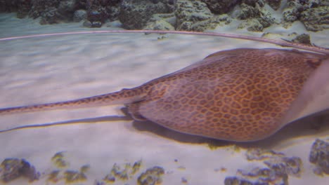 stingrays under water. stingrays are a group of sea rays, which are cartilaginous fish related to sharks.