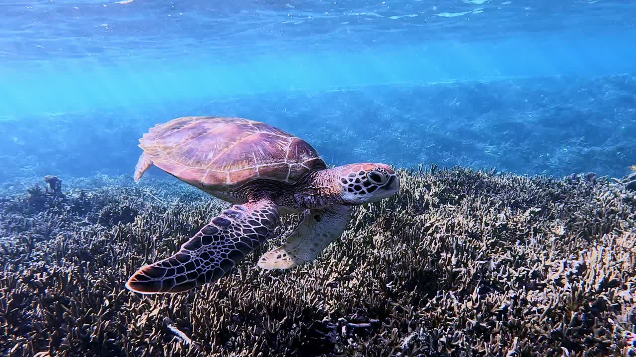 Green Sea Turtle Swimming Towards Camera In Very Clear Ocean