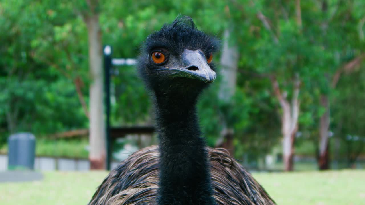 Close up shot of black emu, Australia.