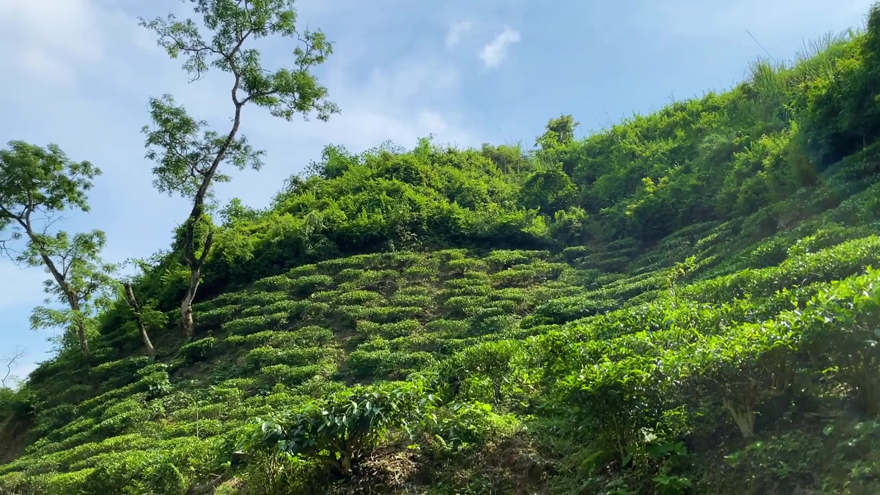 Filari di piantagioni di tè a terrazze che salgono su un ripido pendio verde sotto un cielo blu, Khadimnagar, Sylhet, Bangladesh, vista del paesaggio agricolo e naturale