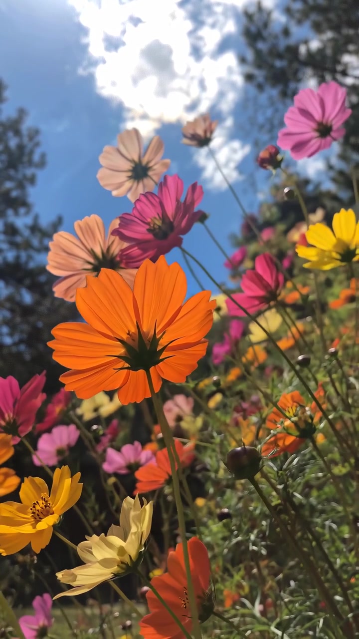 Vista de Ângulo Baixo de Flores Cosmos Coloridas Contra o Céu Azul