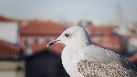 fauna de la ciudad