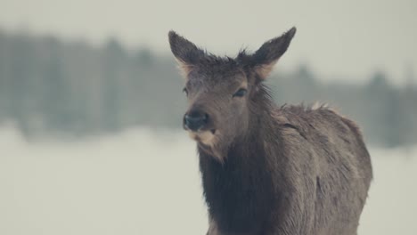 ciervo rojo trasero hembra viajando en el bosque de invierno