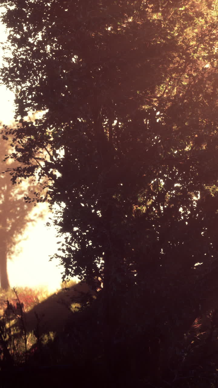 un árbol en un bosque de niebla al amanecer
